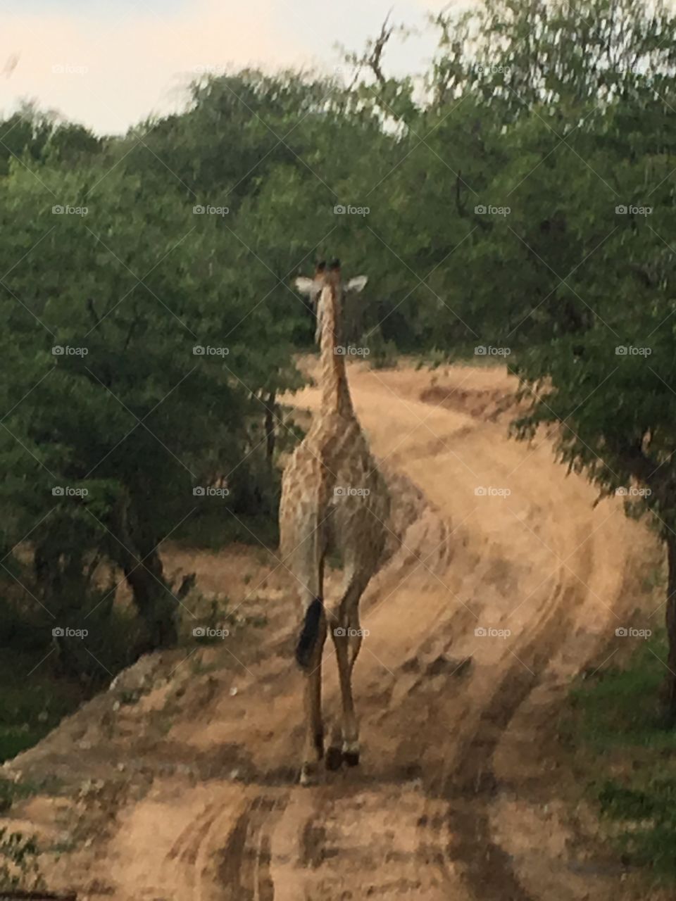 Girafe 