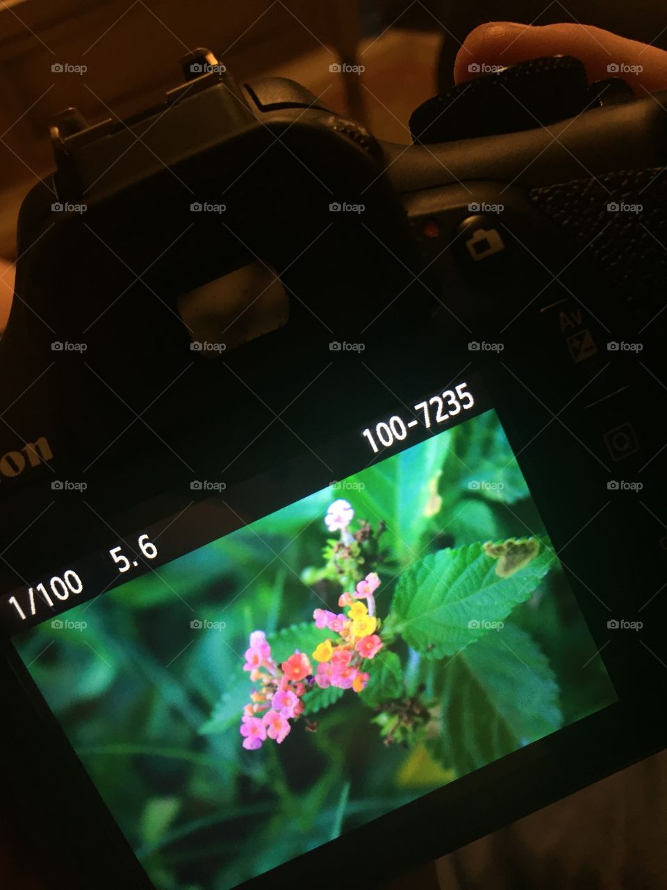 A picture of a picture 