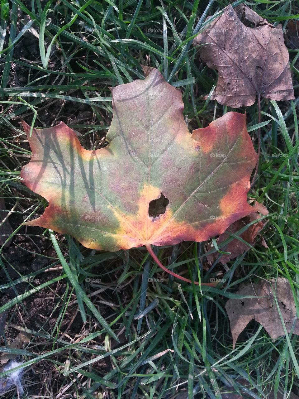 leaf maple