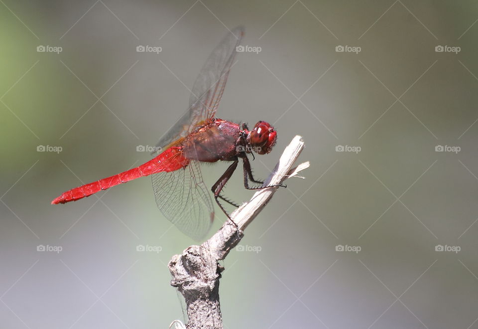 Marsh glider dragonfly. Male species in a category. The tail is red colour very well, with the body thorax of blooding colour. To perch on a dryng wood at the surround of fish pound.