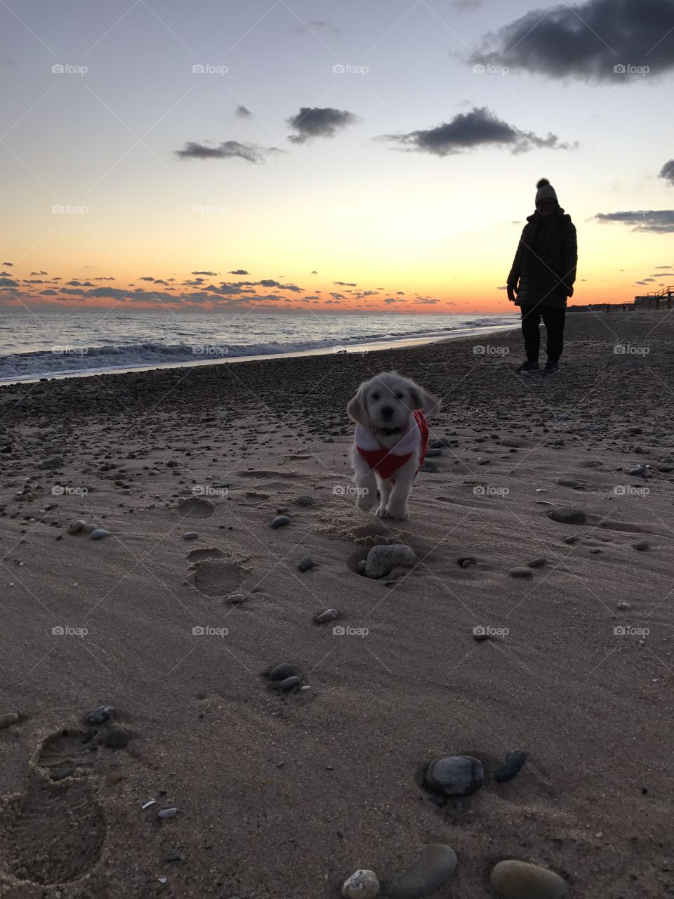 Christmas beach puppy 