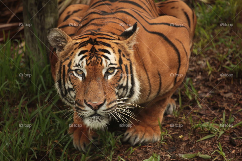 Tiger. Male Tiger at Lowry Park Zoo