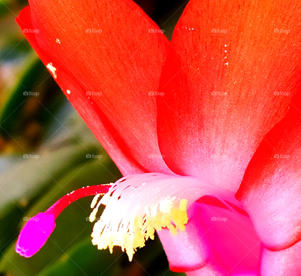 Pistil and stamens of a red flower