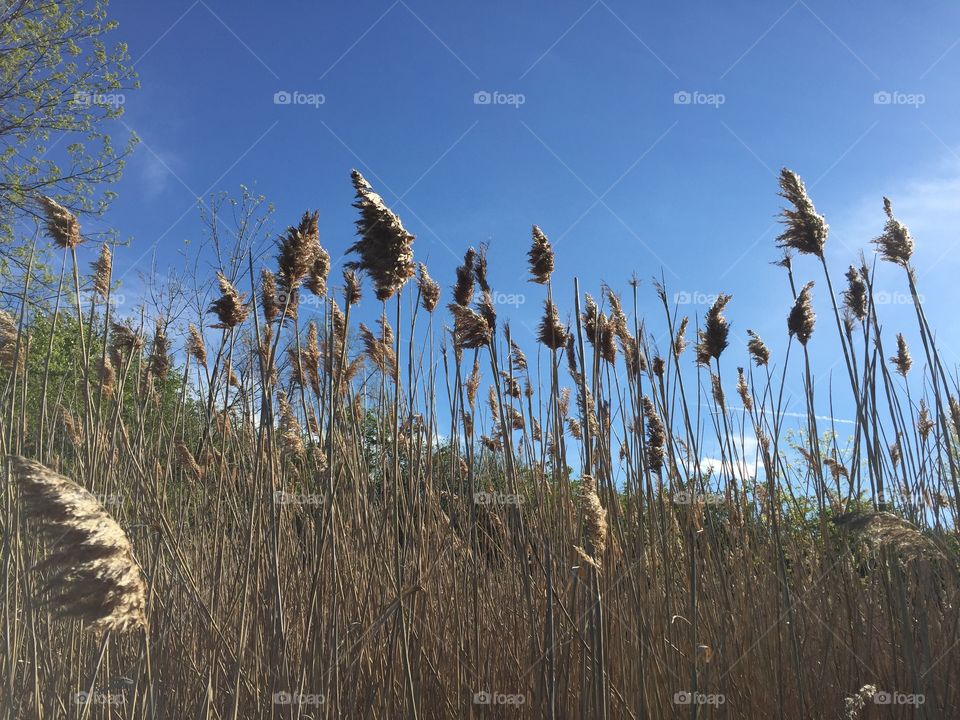 Tall grass in Meridian Park.
Was looking for redwing blackbirds, but finding none, discovered the grass was interesting in the late afternoon sun.