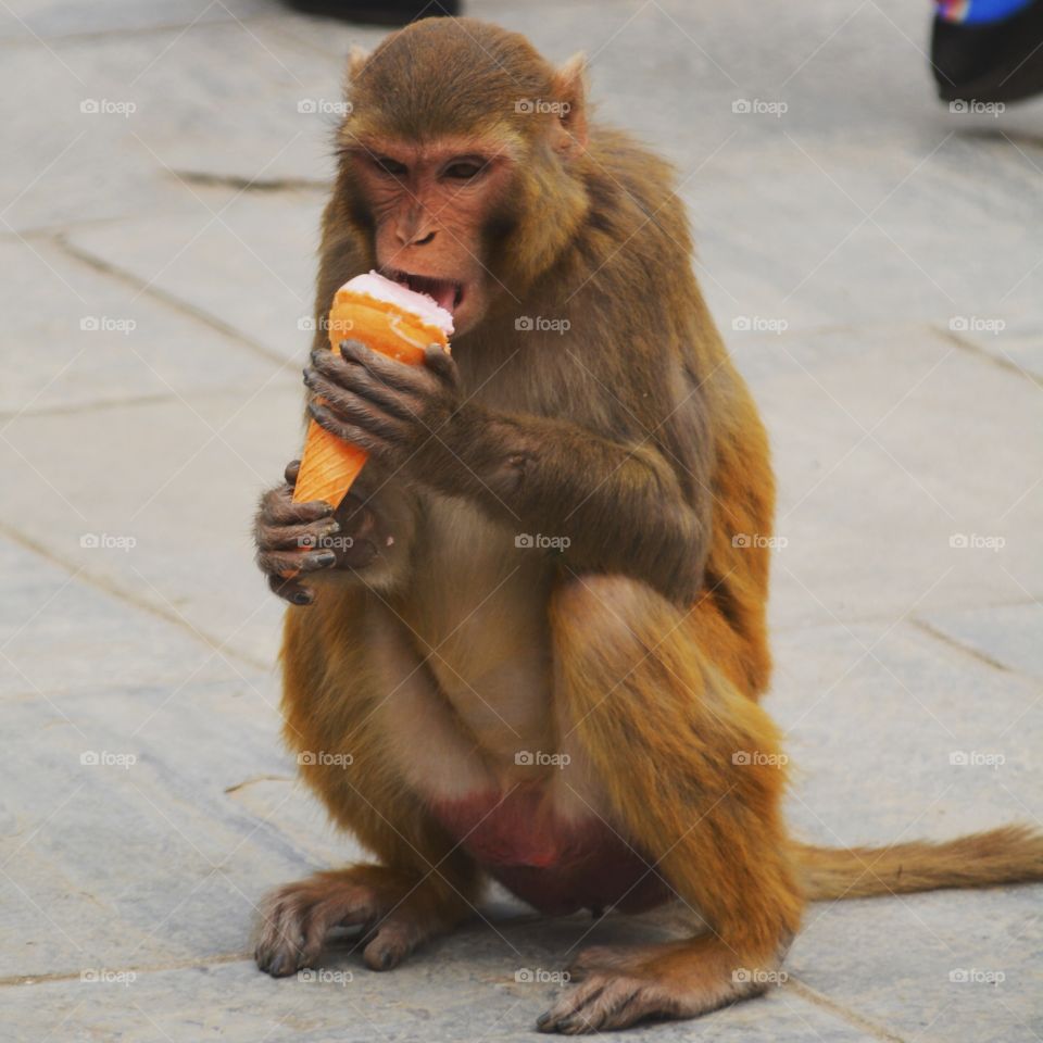 monkey eatting and ice cream