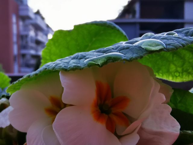 Hidden Flower