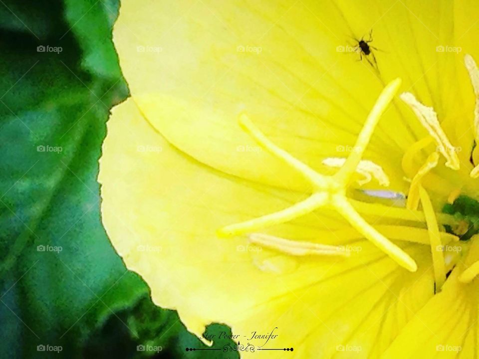 #nature #blessed #flora #flowers #flowerstalking #yellow #insect #insects  #naturaleza #naturephotography #green #weird #capture #photoaday #photoaddict #photoart #photographer