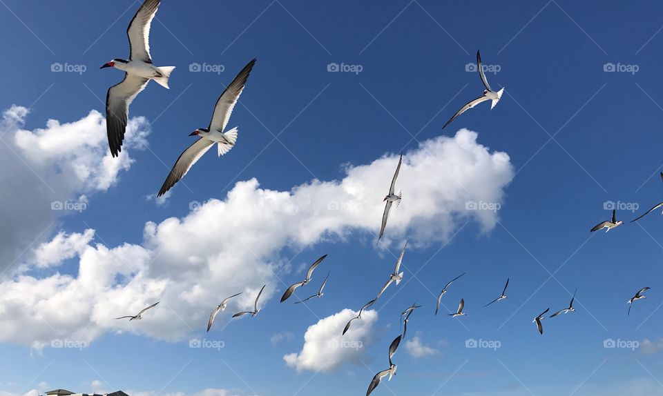 Seagulls take flight 
