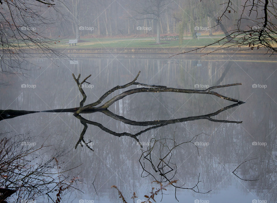 Seeing Double - A fallen tree reflects on a pond