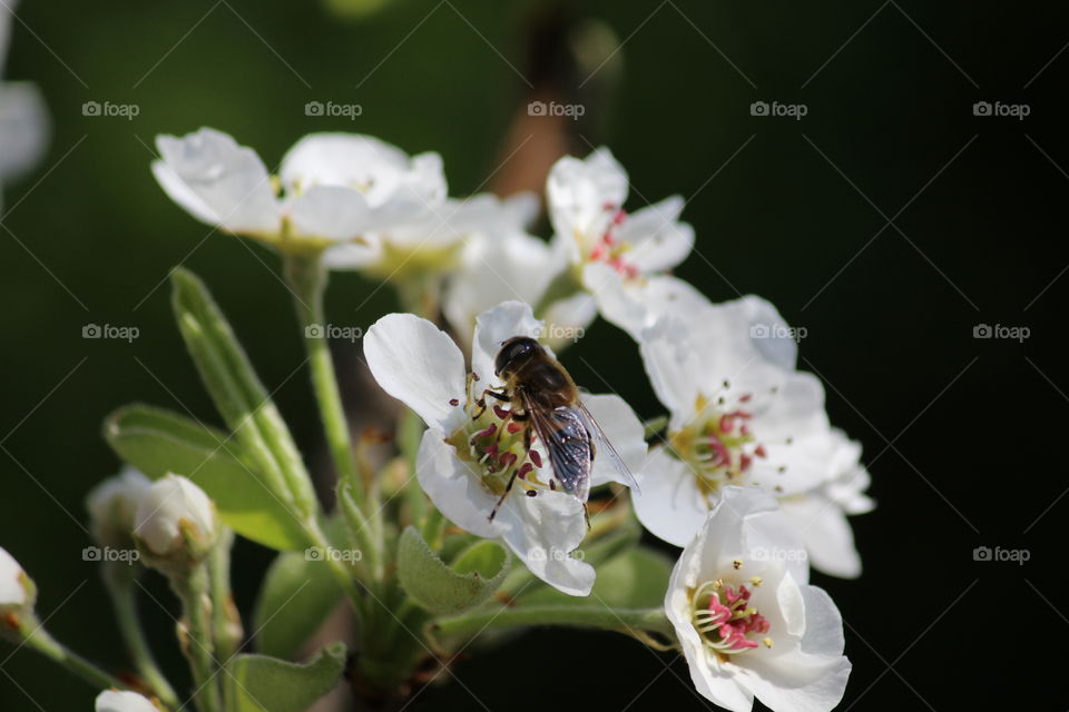 bee