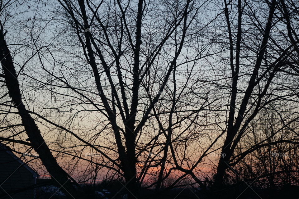 Winter Sunset. Sunset in winter through the trees