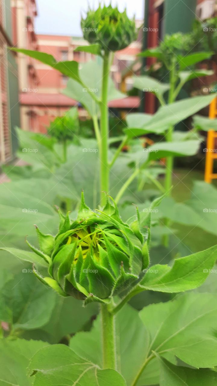 Baby Sunflower creating looking so pretty.