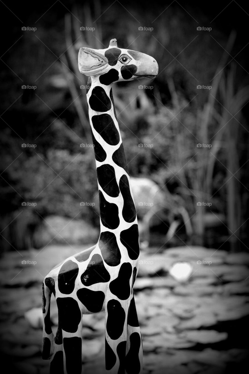 Black Giraffe