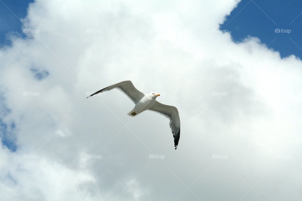 Flight of the Gull. Catching a Seagull in flight circling in search of food.