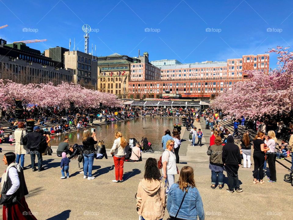 City centre with the water pool, blooming sakura cherry trees and public around 