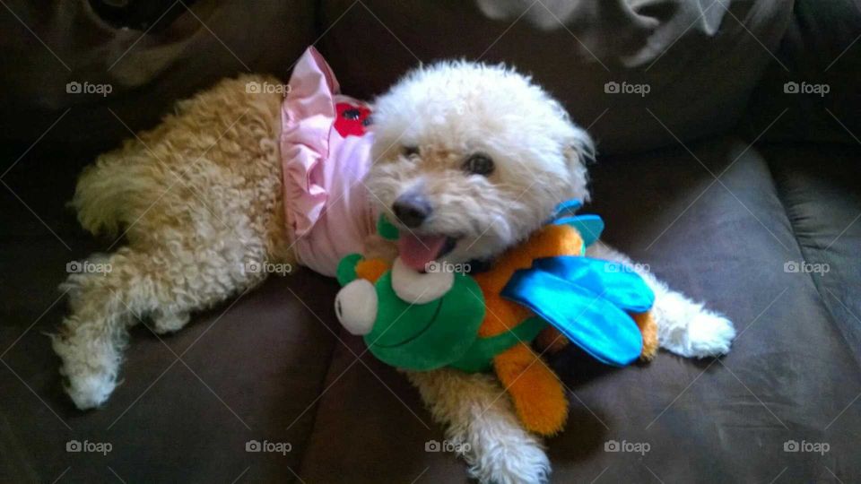 Bichon Poodle dog wearing dress with toy