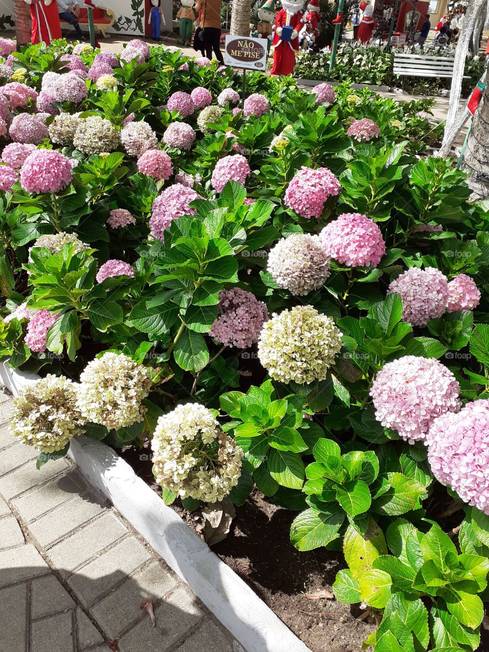 Pompom de flores e cores.