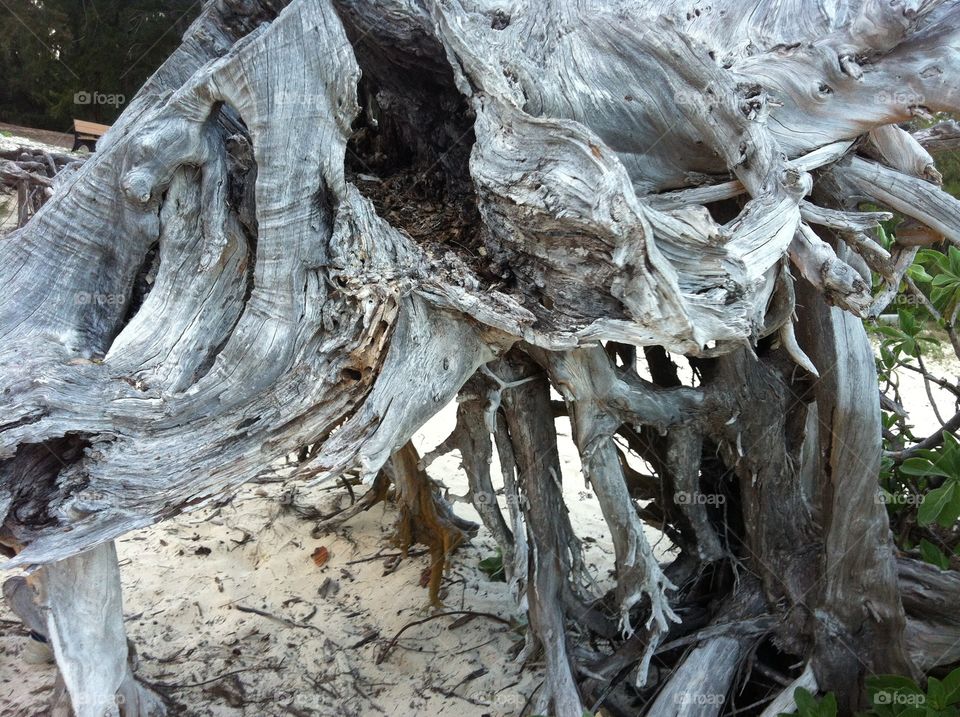 Roots. The tree roots of a stump on the beach at Bellows AFB