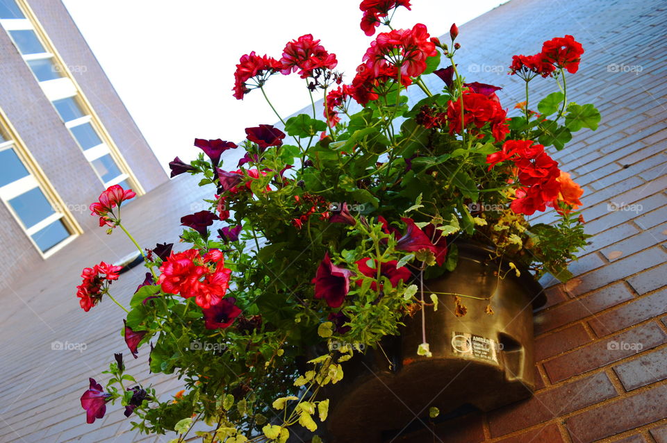 looking up. plant on the wall