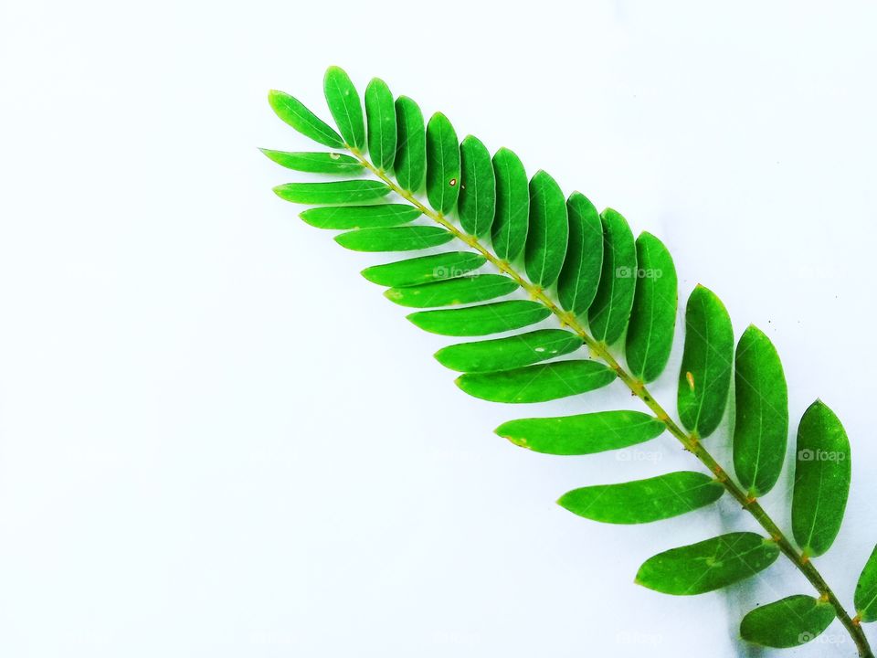 Leaf fresh with green color with white background