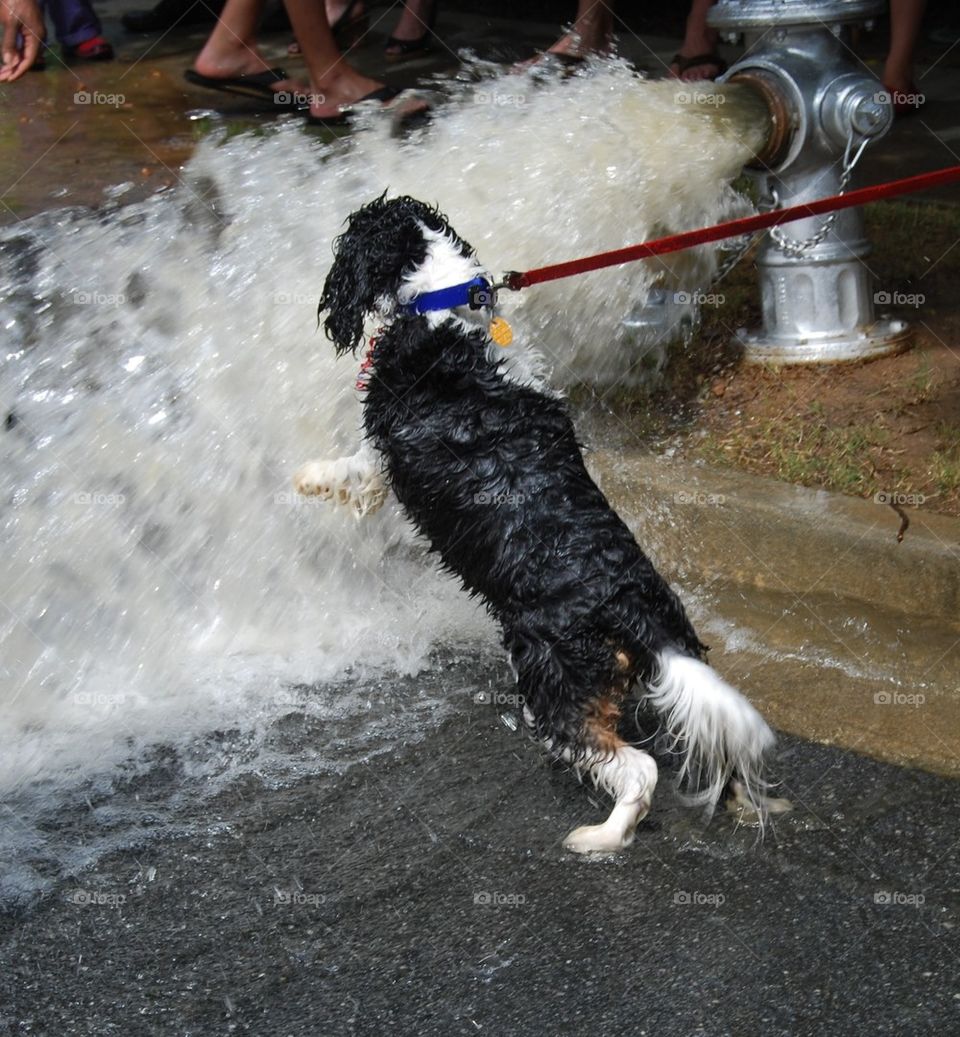 Spaniel playing in water