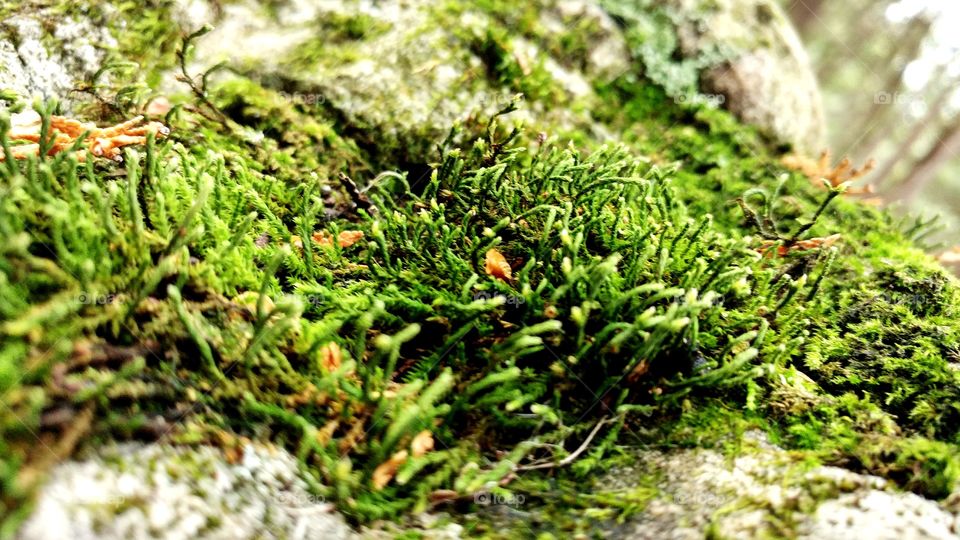 Mossy