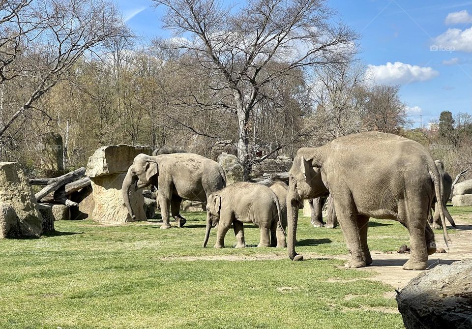 Elephant family outdoor 