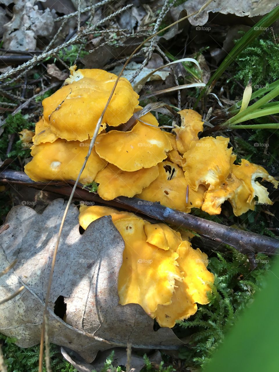 chanterelles spring time forest delicious leaves Latvia