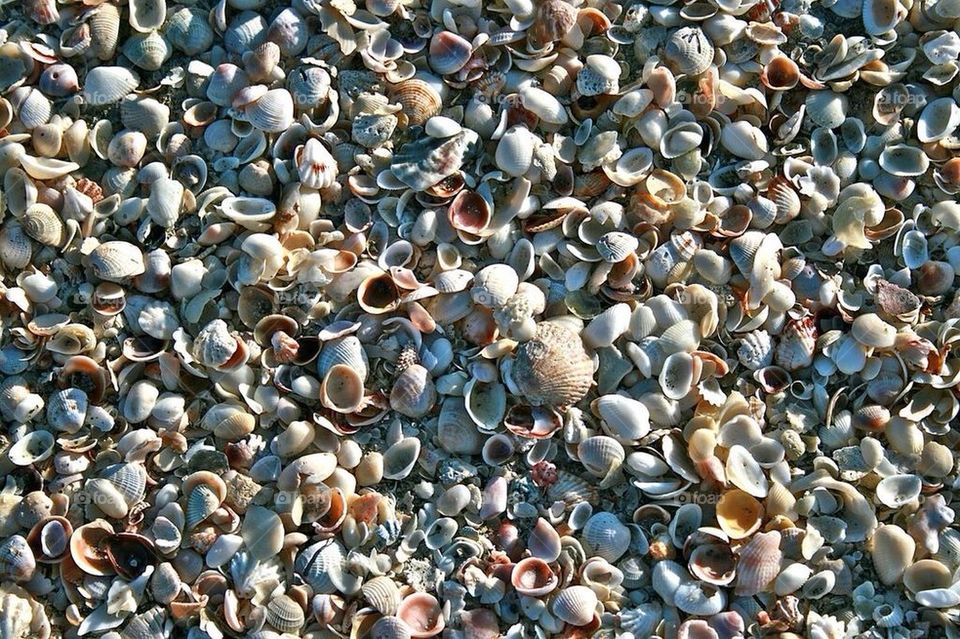 Captiva SeaShells