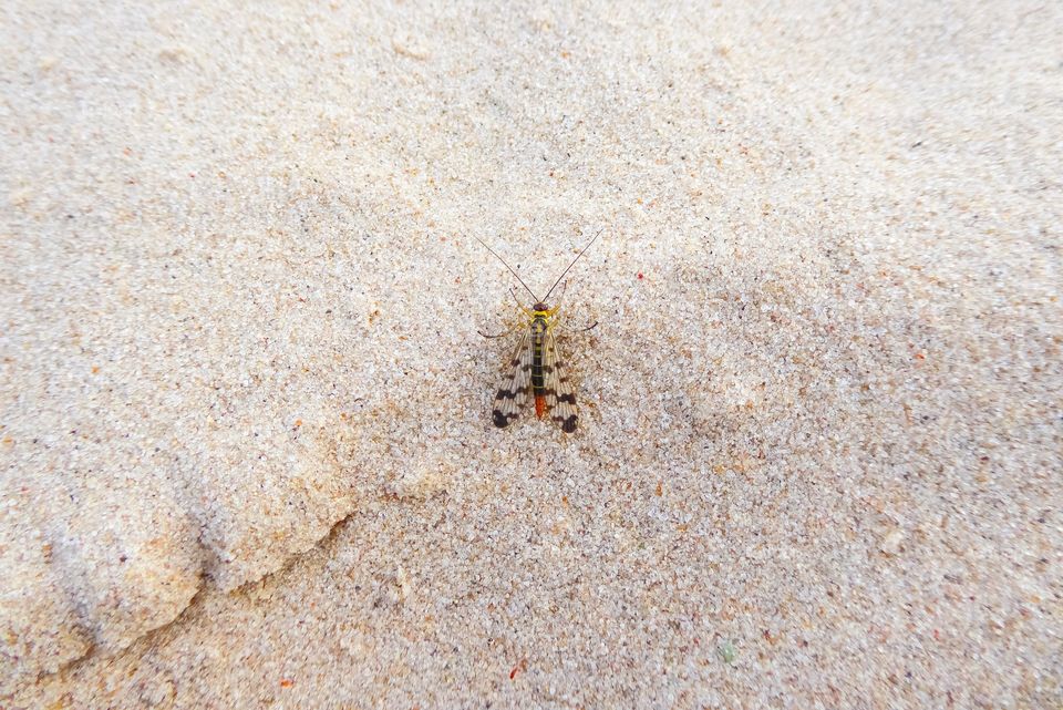 Insect in the Sand / Insekt am Strand 