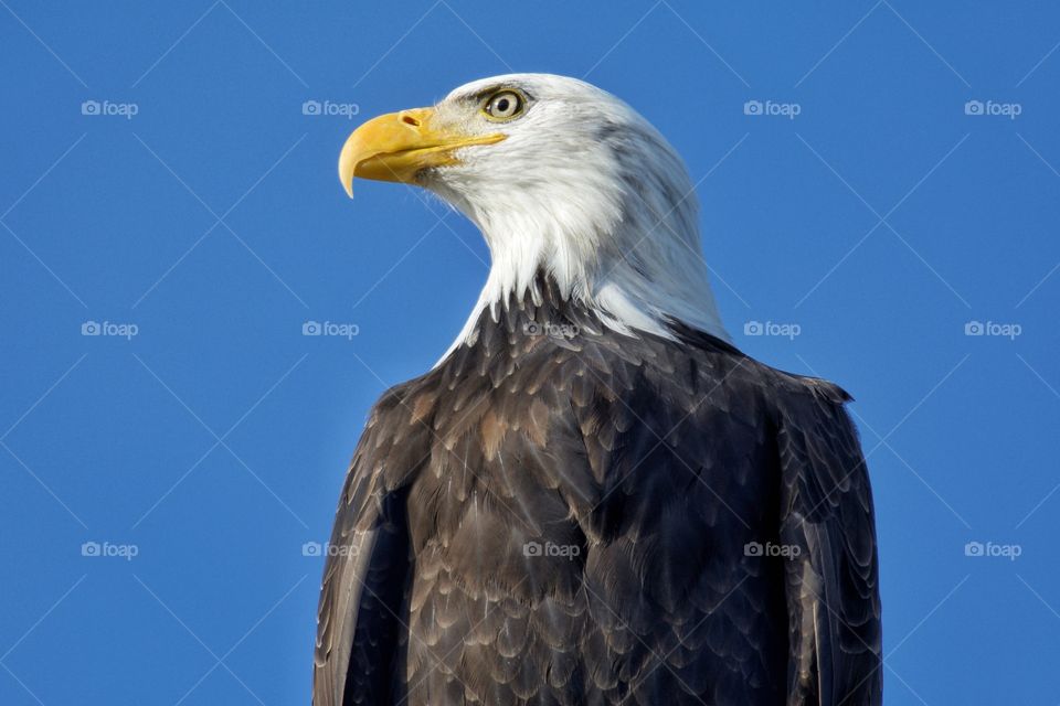 Eagle profile