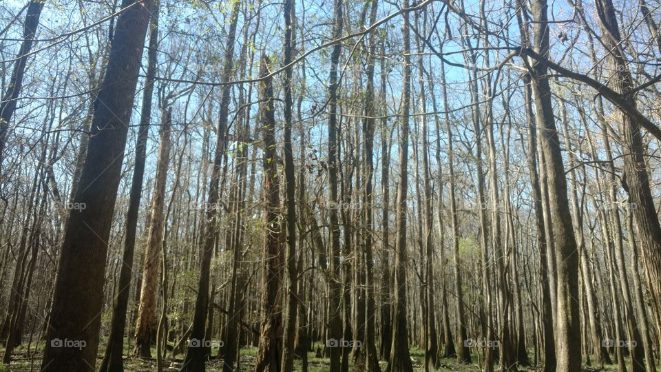 Wood, Tree, Nature, Landscape, No Person