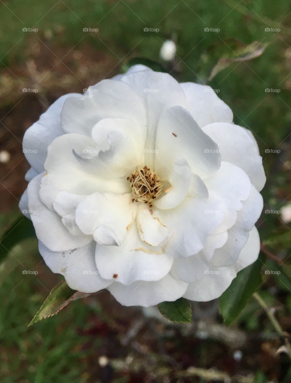 Very beautiful flowers to beautify life.  Live the nature and the delicacy of its petals! / Flores muito bonitas para embelezar a vida. Viva a natureza e a delicadeza de suas pétalas!