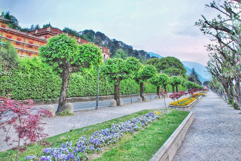 Trees along the boulevard 