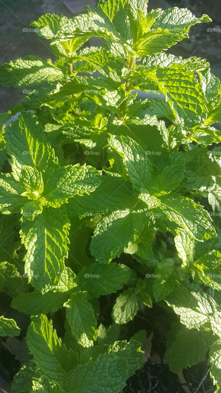 mint herb plant in sunshine