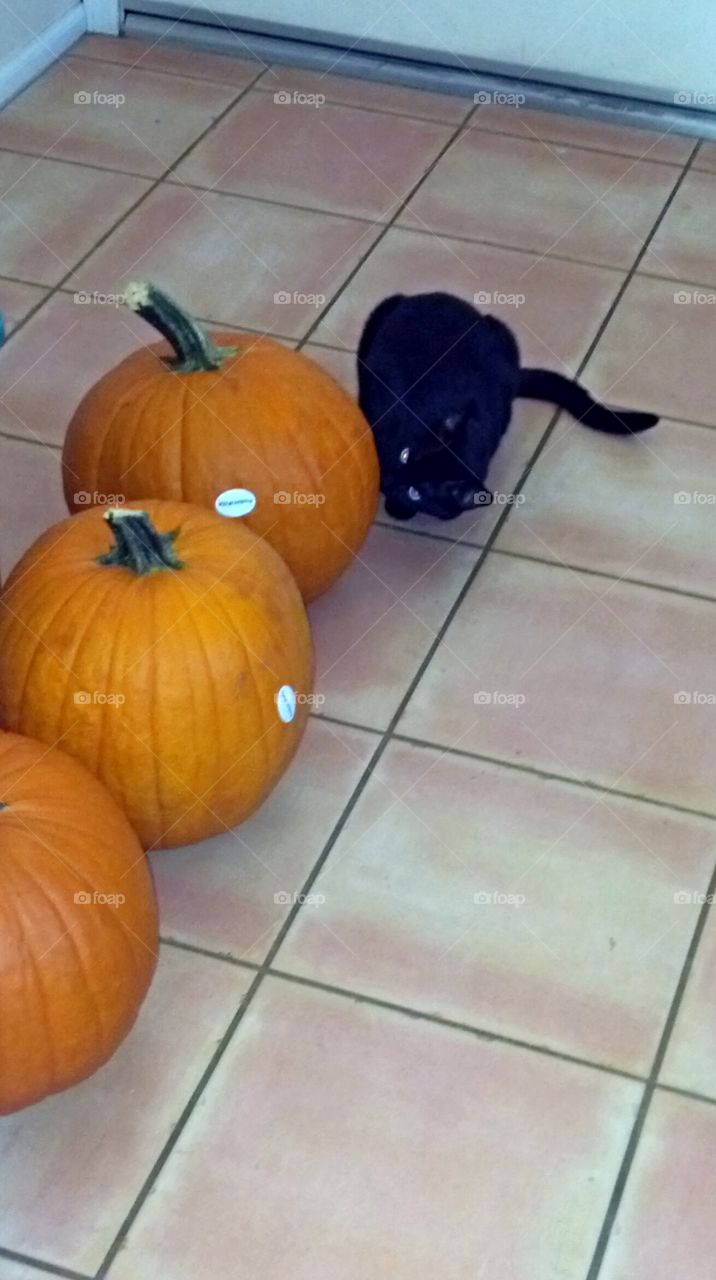 Halloween black cat and pumpkins