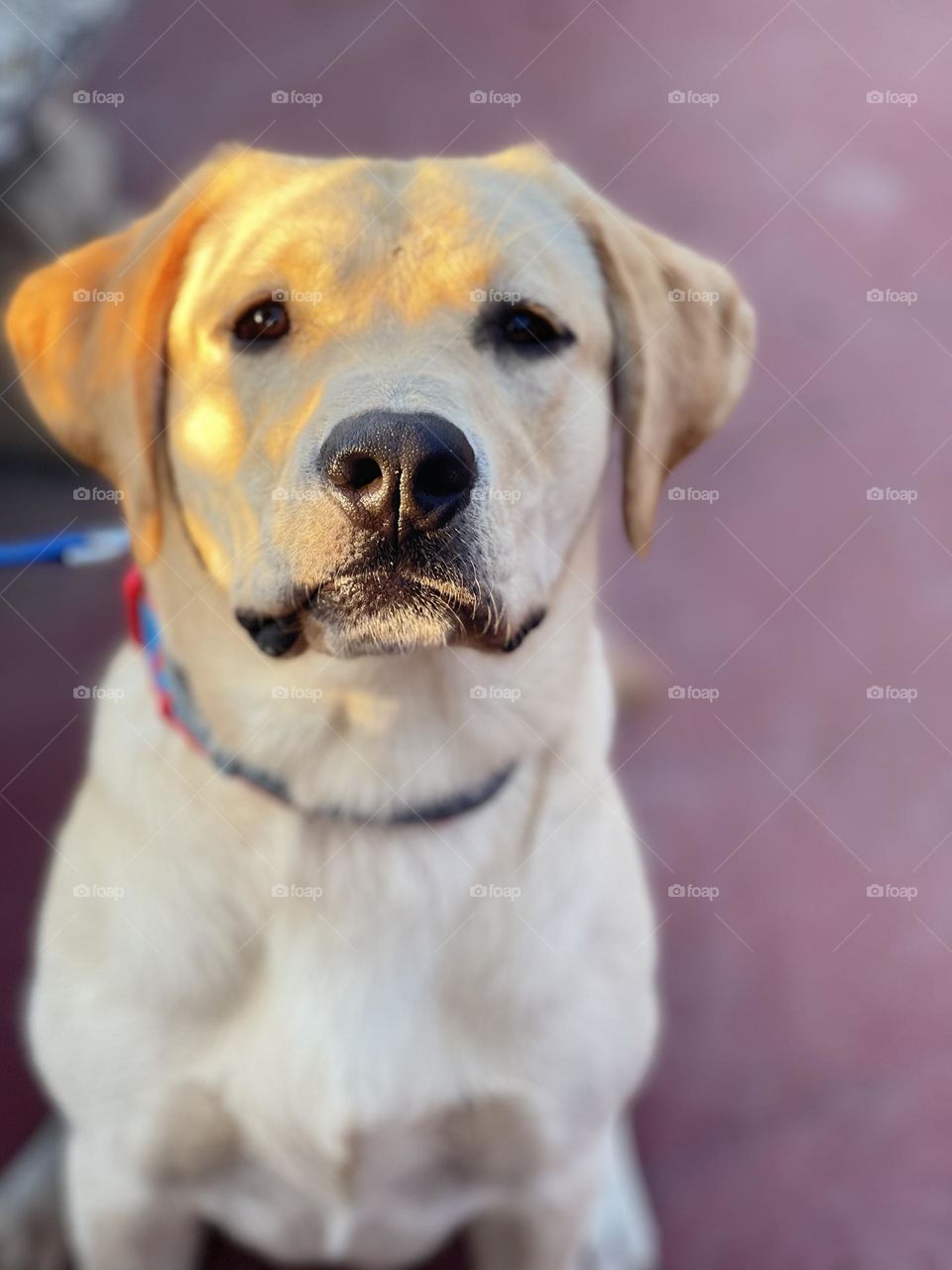 Labrador