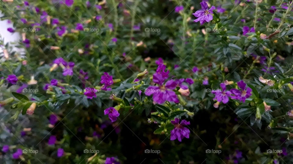 Taiwan Beauty (Cuphea Hyssopifolia)
Taiwan beauty has a small, soft, shiny green leaf, and grows along the stalk of the plant. Flowers appear at the end of the stalk, flowers will appear more vibrant if often trimmed and enough sun. This American plant is easily shaped, adaptable and resistant to pest attacks.