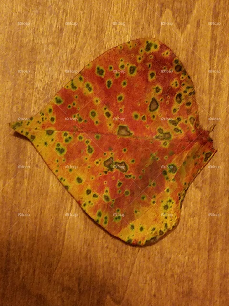 Decaying Leaf