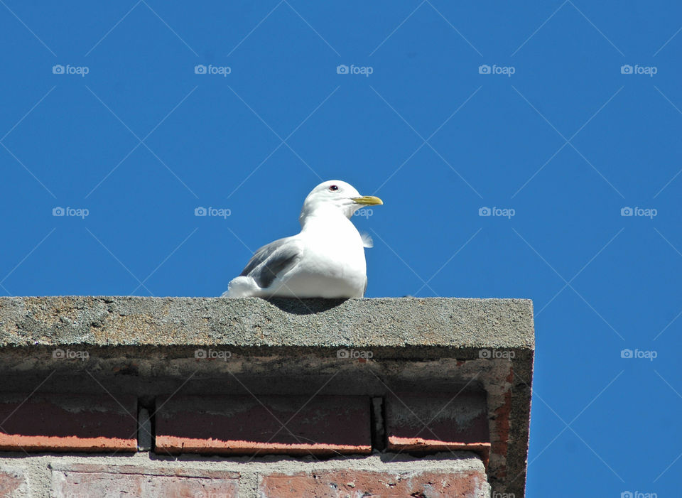 seagull