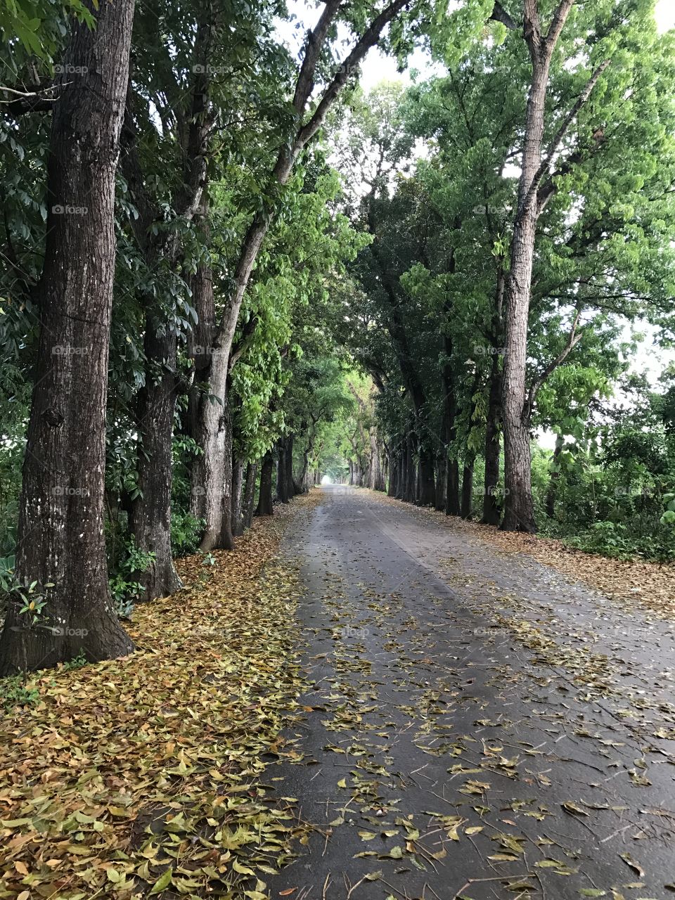 tree lined road