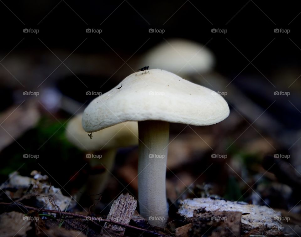 Mushroom head 