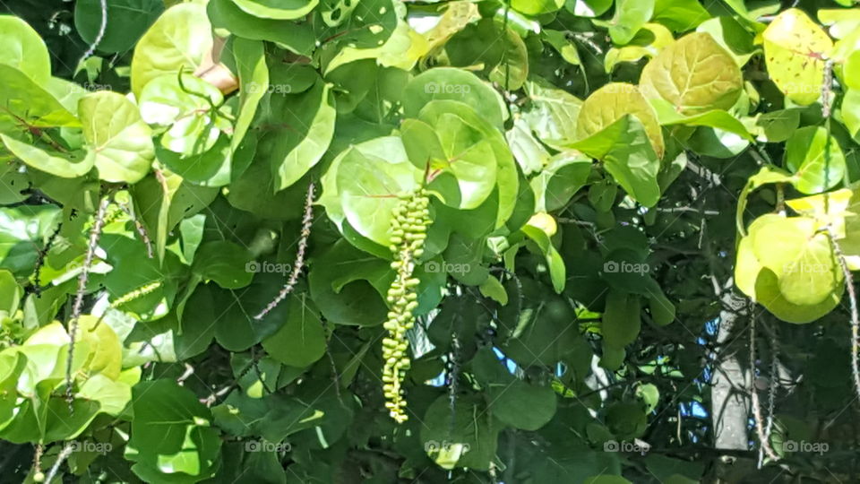 Sea Grapes