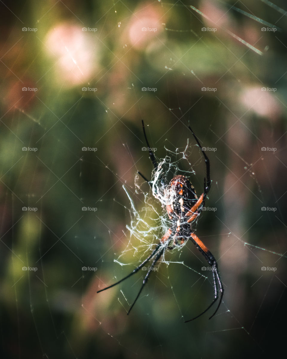 Spider on its Web