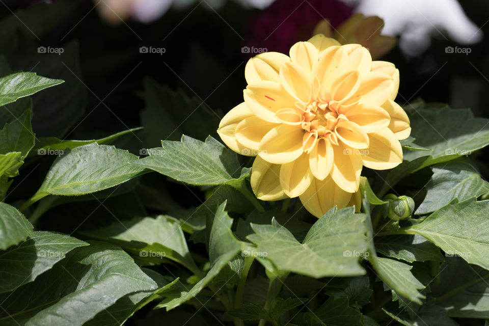 Flowers in pots