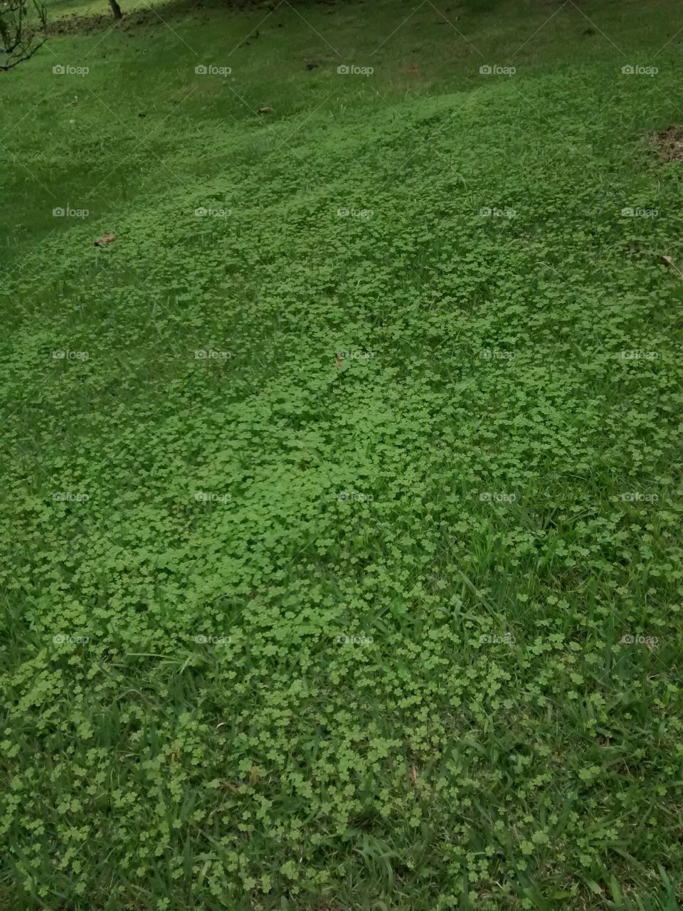 magic grass