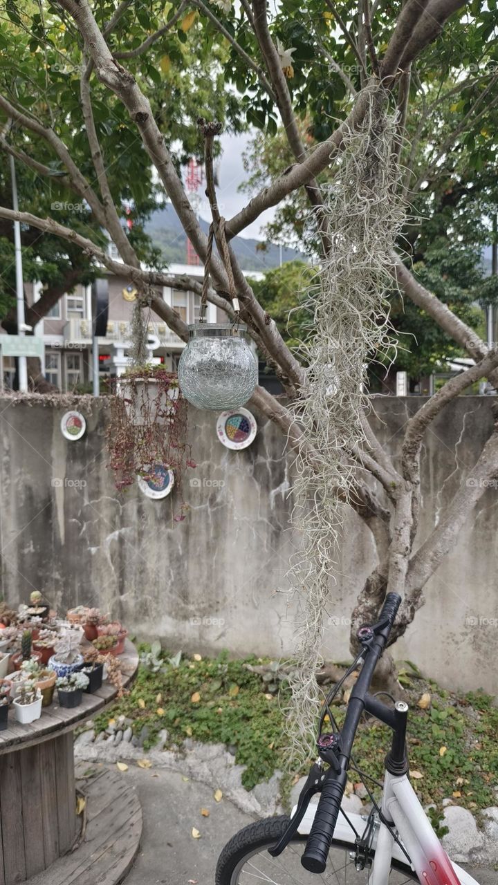 green leaves in the garden