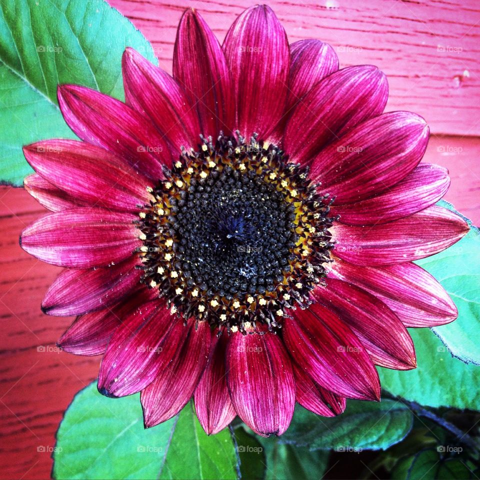 When nature puts on a show. 