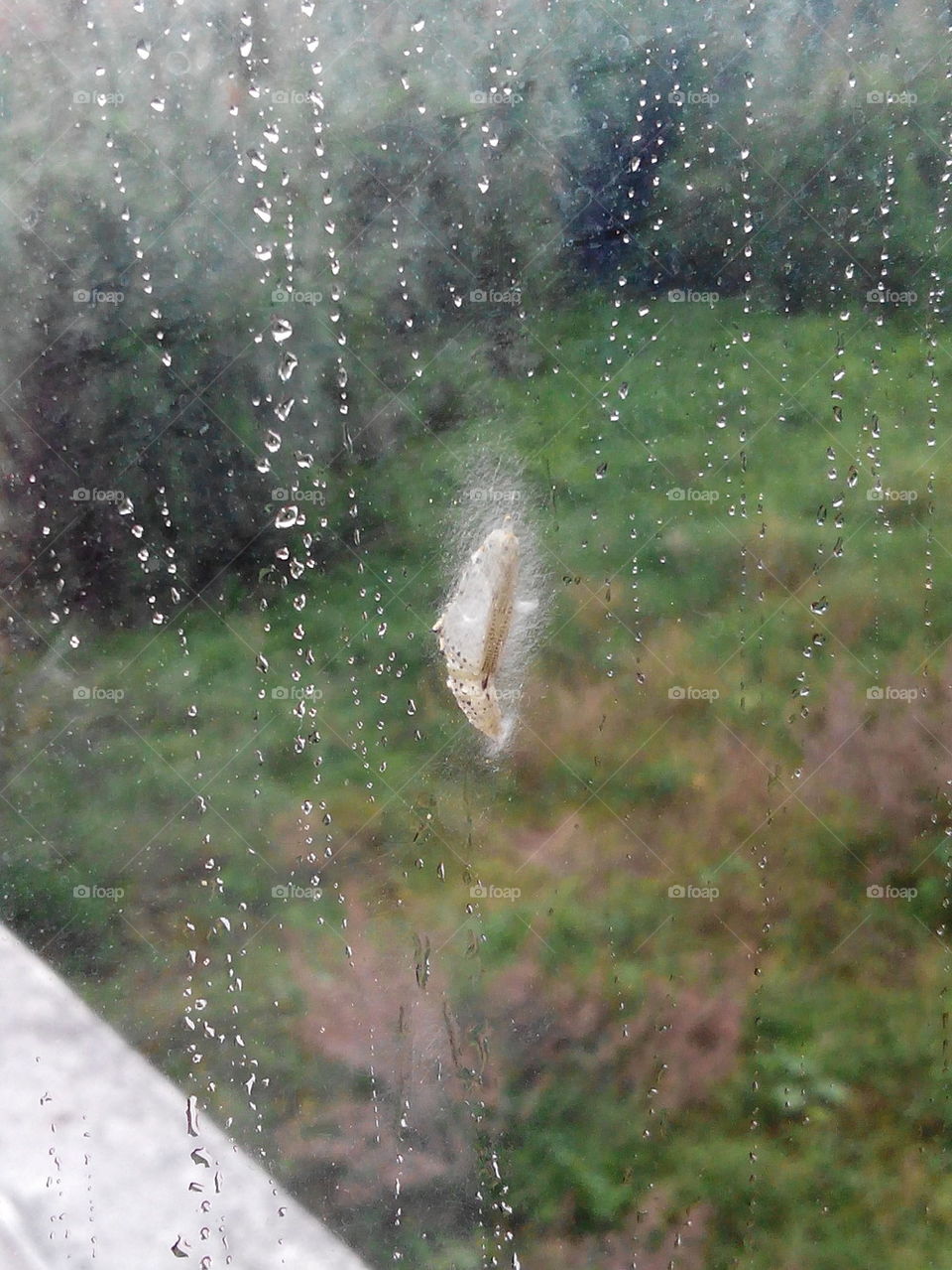 Caterpillar on glass