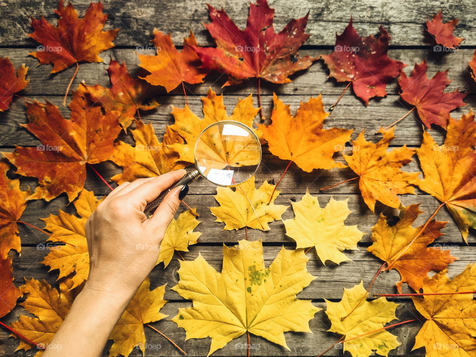 maple autumn leaves under a magnifying glass